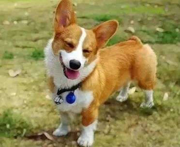 科普狗狗感染犬瘟的治療過程和相關(guān)治療細(xì)節(jié)。